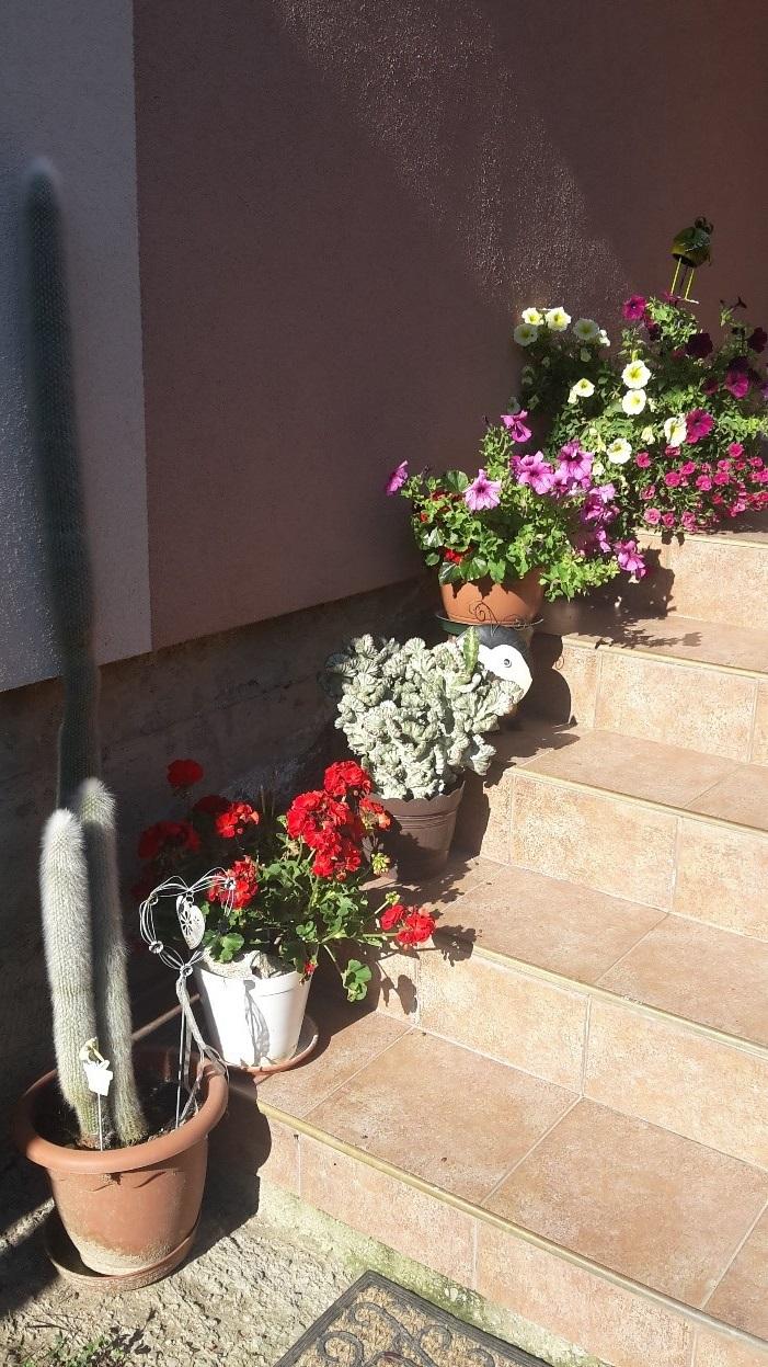 Fotogaléria Najkrajšia záhradka, najkrajší balkón ..... (45) Najkrajšia záhradka, najkrajší balkón .....